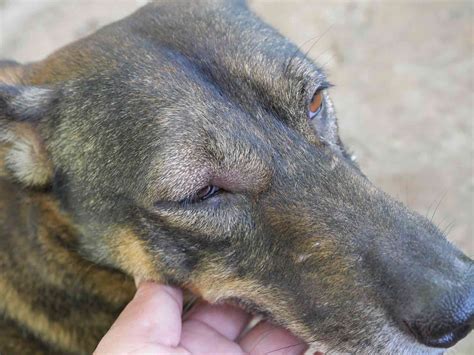 What To Do If Your Dogs Eye Is Swollen