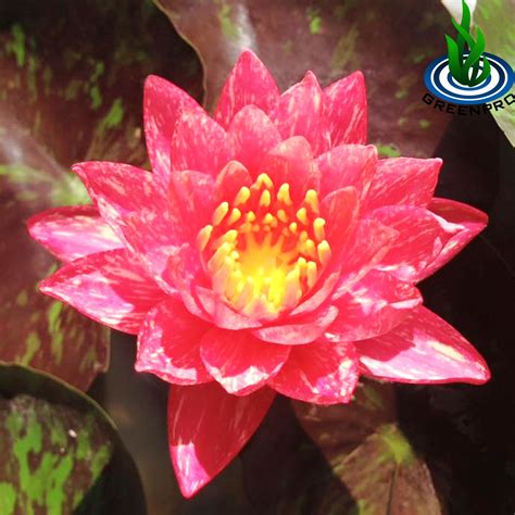 Greenpro Live Aquatic Plant Nymphaea Wanwisa Red Hardy Water Lilies