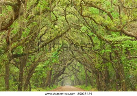 Charleston Tree Lined Dirt Road Botany Stock Photo Edit Now 85035424