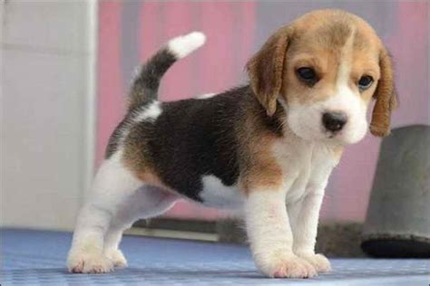 Most adoption centers will have specific opening hours when potential pet parents can come through and meet all the beautiful dogs and cats that are up for adoption. Beagle Puppies For Adoption In NJ | PETSIDI
