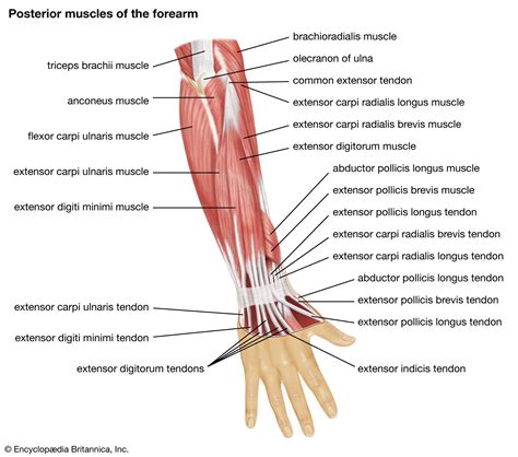 Forearm Muscle Anatomy