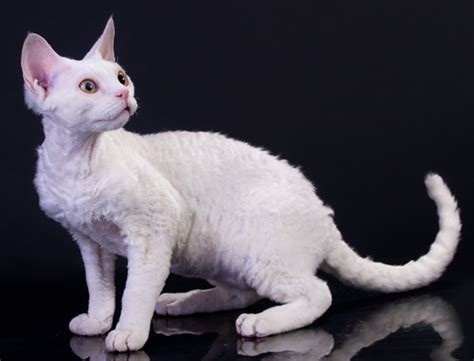 40 Very Beautiful White Devon Rex Pictures And Images