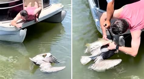 Man Rescues Choking Pelican By Removing Fish From Its Throat