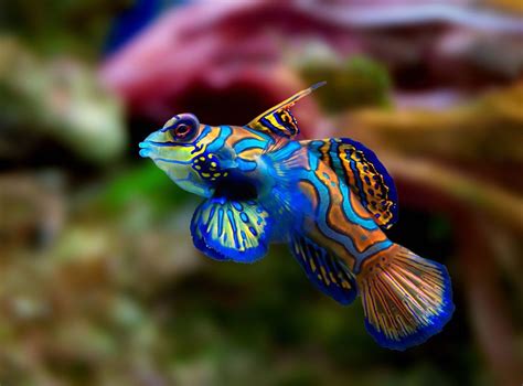 Top 10 Most Beautiful Animals In The World Owlcation