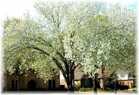 Information About Bradford Pear Trees With Pictures Dengarden