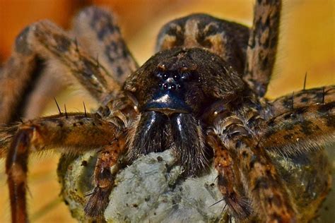 6 Scary Awesome Spiders Us Fish And Wildlife Service Medium