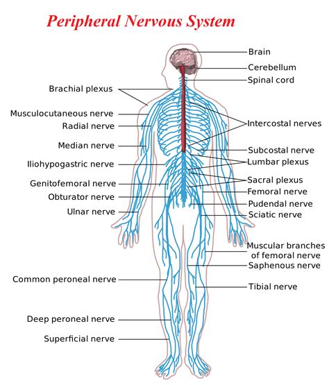 The brain and spinal cord (the cns) function as the control center. Peripheral Nervous System - Yoga