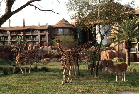 Disney Resort Hotels, Disney's Animal Kingdom Lodge - Giraffes On The
