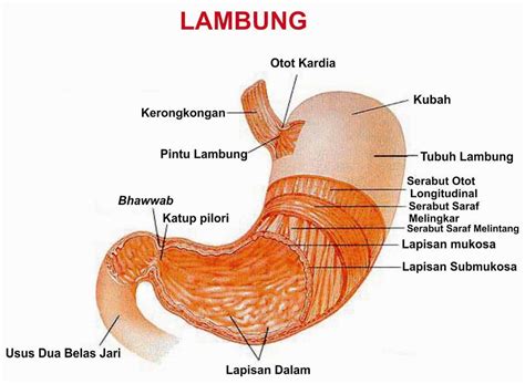 Posted on april 4, 2013 by ulfa rahmayanti. Sistem Pencernaan Pada Manusia Lengkap Gambar dan ...