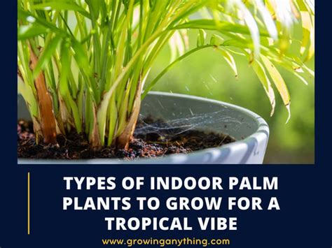 10 Difference Types Of Indoor Palm Plants To Grow For A Tropical Vibe 2024