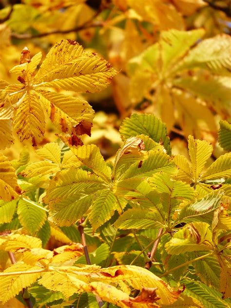 Yellow Leafed Plants Fall Leaves Golden Rays Light Yellow Yellow