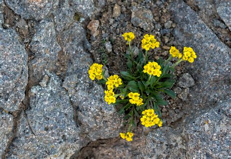 Alpine Wildflower Redcloud Peak Colorado 2016 The Photography Blog