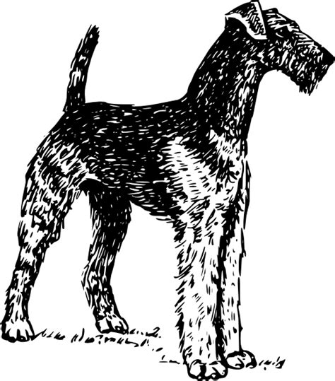Airedale Terrier Boston Terrier Soft-coated Wheaten Terrier Yorkshire Terrier Bedlington Terrier ...