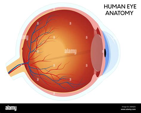 Cross Section Of An Eyeball Stock Vector Images Alamy
