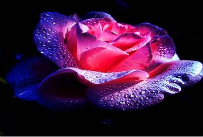 Rose Pink Purple Background Water Drops Flowers