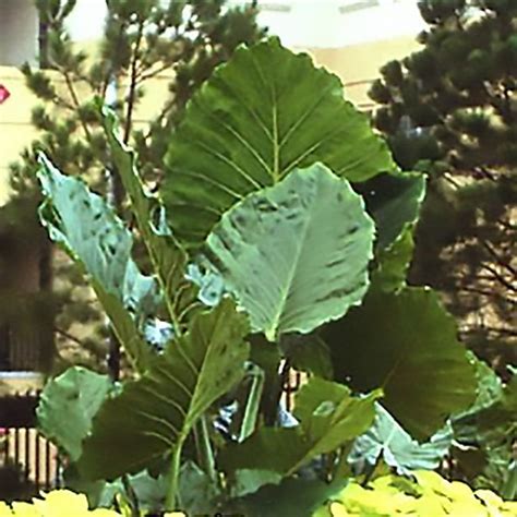 We did not find results for: Alocasia Upright Elephant Ear | Elephant ears, Elephant ...