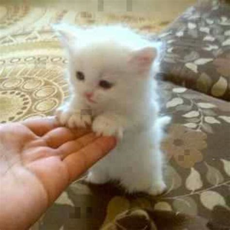 For updates on walter white, keep up with lauren on tiktok. Fluffy white kitten ♡♡ | Banana's | Pinterest | White ...