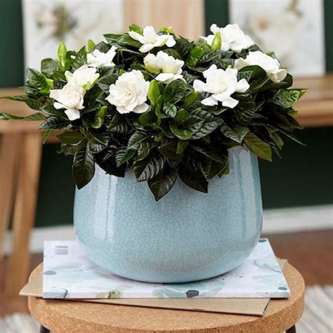 Best fragrant flowers to grow indoors. Pin on Gardening