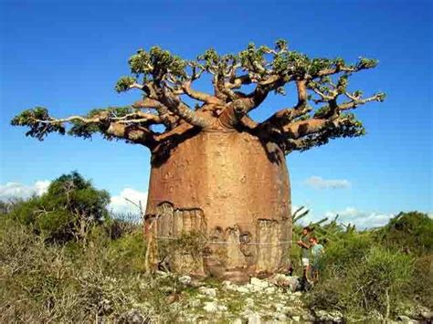 giant trees from around the world baobab trees