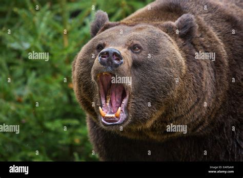 Close Up Of Aggressive European Brown Bear Ursus Arctos Arctos Stock