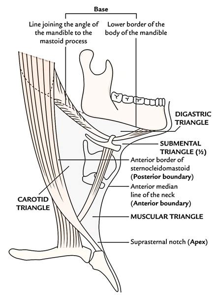 Anterior Triangle Of The Neck Earths Lab