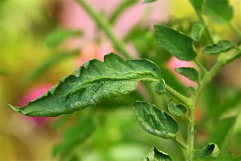 Why Are My Tomato Leaves Curling 7 Causes And How To Fix Them Tomato Bible