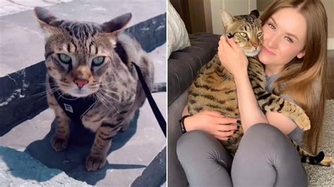 Fat Cat Womans Pet Feline Is Now The Size Of An Adult Male Bobcat