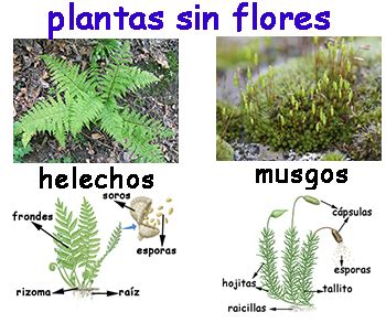 Cómo se le llama a las plantas sin flor hershop