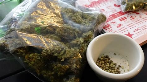 4 👌 ¿cuántas plantas de cannabis se pueden plantar legalmente en chile? Corte Suprema aclara que tener 20 plantas de marihuana en ...