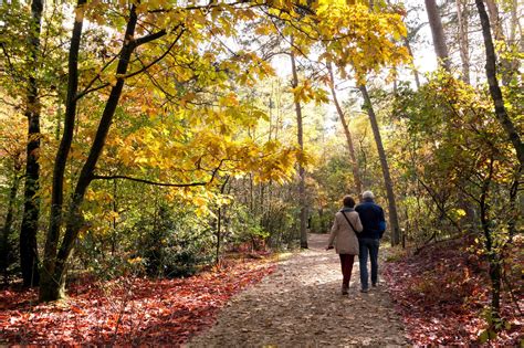 Senior Couple Walking In The Woods On A Sunny Day In Autumn Utr