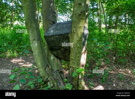 A Detail Of Stone Coppice By Andy Goldsworthy In Badger Wood At Jupiter