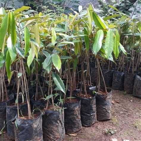 Tanam Durian Bawor Dalam Pot Lebih Cepat Berbuah Berkebun