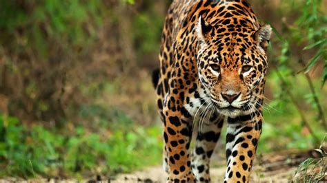 La Importancia Del Jaguar En América Wild For Life