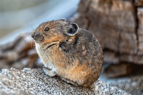 Pikas Already Have Exhibited Resiliency Adapting To Extreme