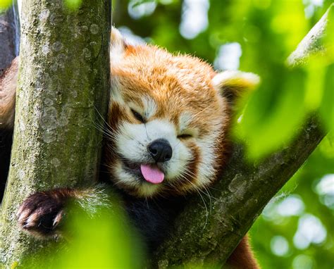 Red Panda Paradise Wildlife Park