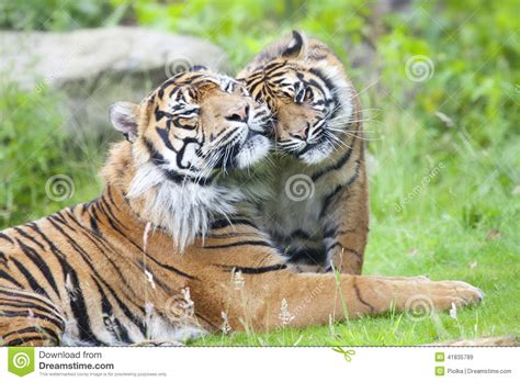 Two Tigers Together Stock Image Image Of Asia Dangerous 41835789