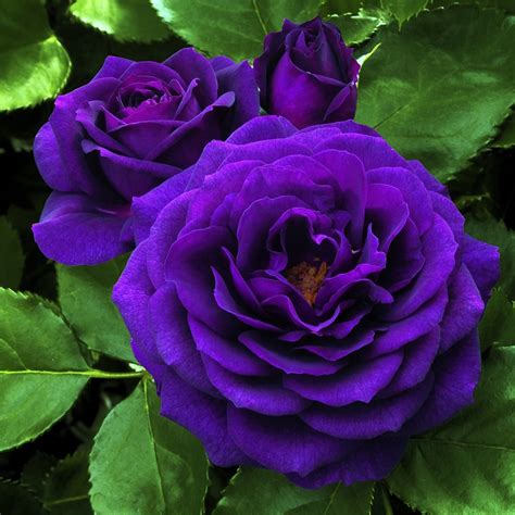 In Purple Rose L6023 At