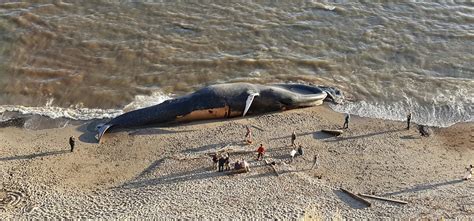 79 Foot Blue Whale Hit By Ship Washes Up Dead On Northern California