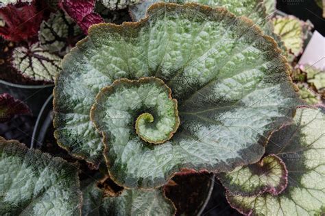 Spiral Leaf Begonia Plant High Quality Nature Stock Photos ~ Creative