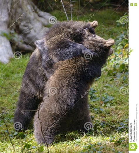 Two Brown Bear Cubs Play Fighting Stock Image Image Of Endangered