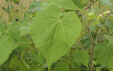 Weeds With Huge Leaves You May Find In Your Garden Insightweeds