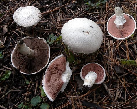Meadow Mushroom Edible Mushrooms In Ontario ·