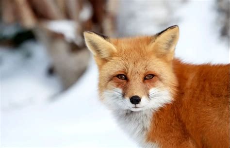Do Foxes Hibernate Where Do They Live And Eat In Winter Ultimate