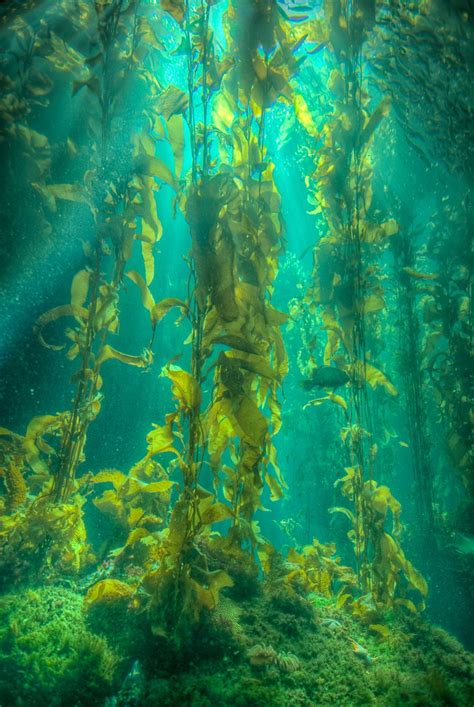 The Kelp Forest Ocean Plants Kelp Forest Nature Photography