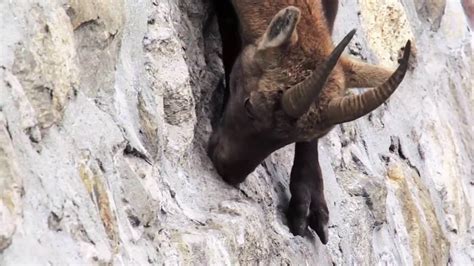 Amazing Goats That Climb A Dam Youtube