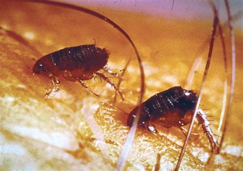 Fleas Public Health And Medical Entomology Purdue Biology