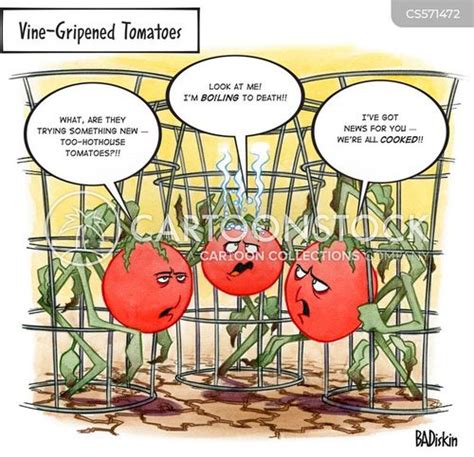 Tomato Plants Cartoons And Comics Funny Pictures From Cartoonstock