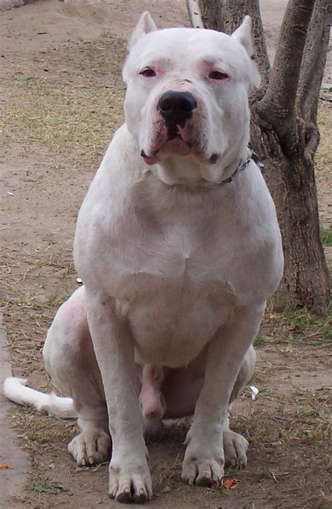 Great Dogo Argentino American Bulldog Mix Of The Decade Check It Out