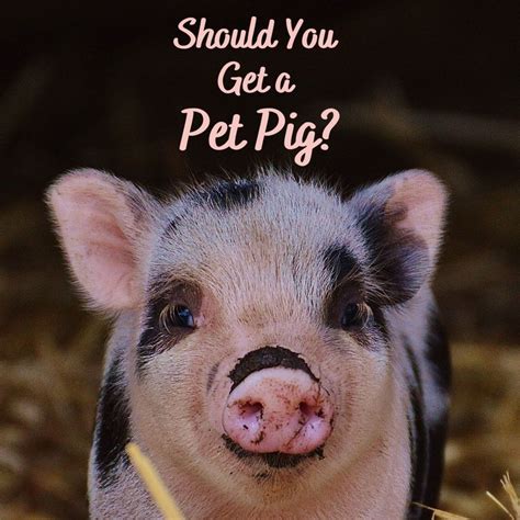 How To Keep A Pig As Pet Sheetfault34