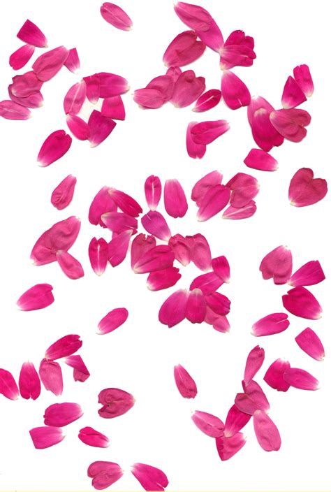 Rose Petals Png Transparent Images Png All
